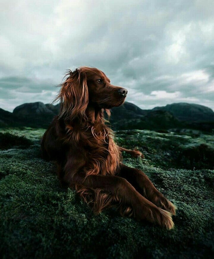dog