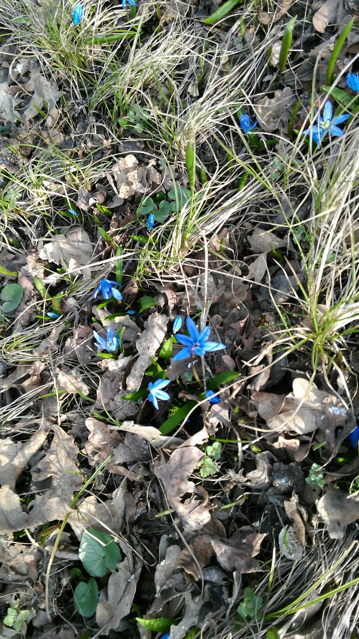 spring