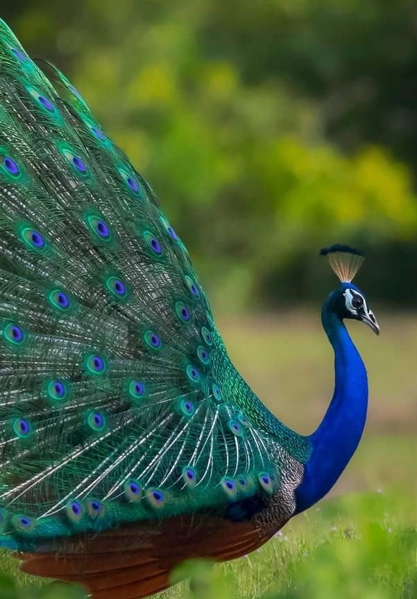 Peacock