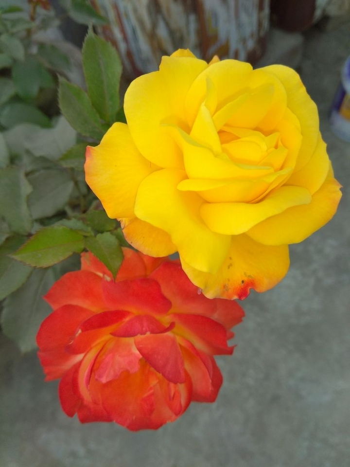 beautiful rose