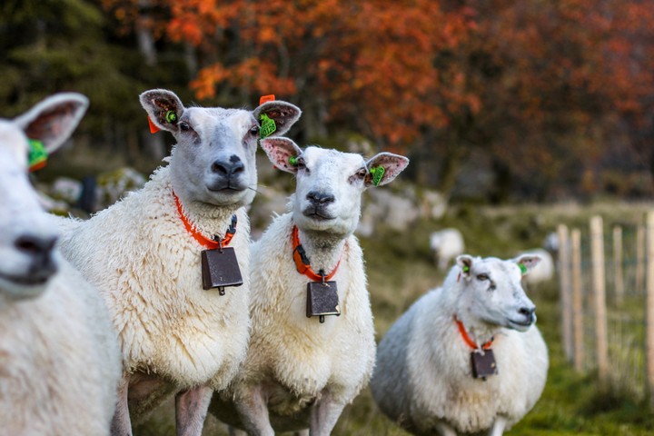 Sheeps
