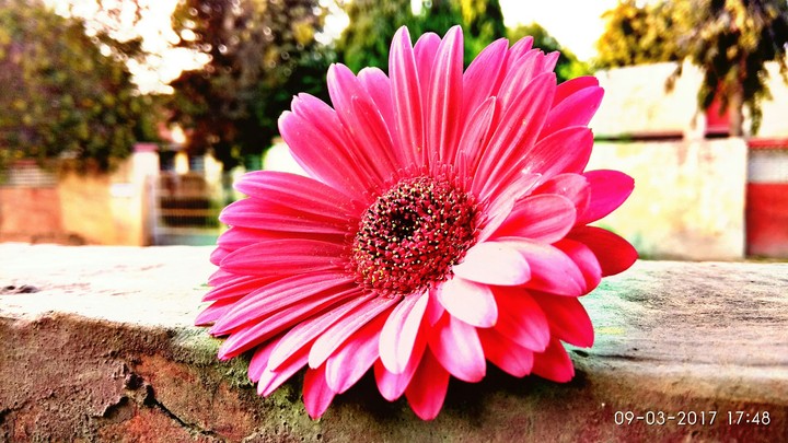 Seasonal Flower ..