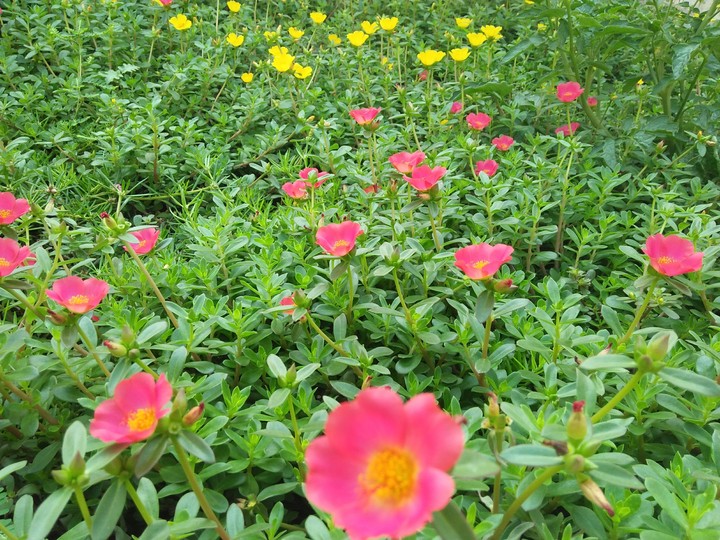 flowers!!