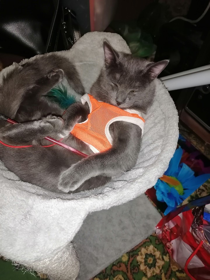 Кот