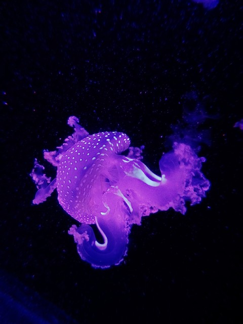 Jellyfish