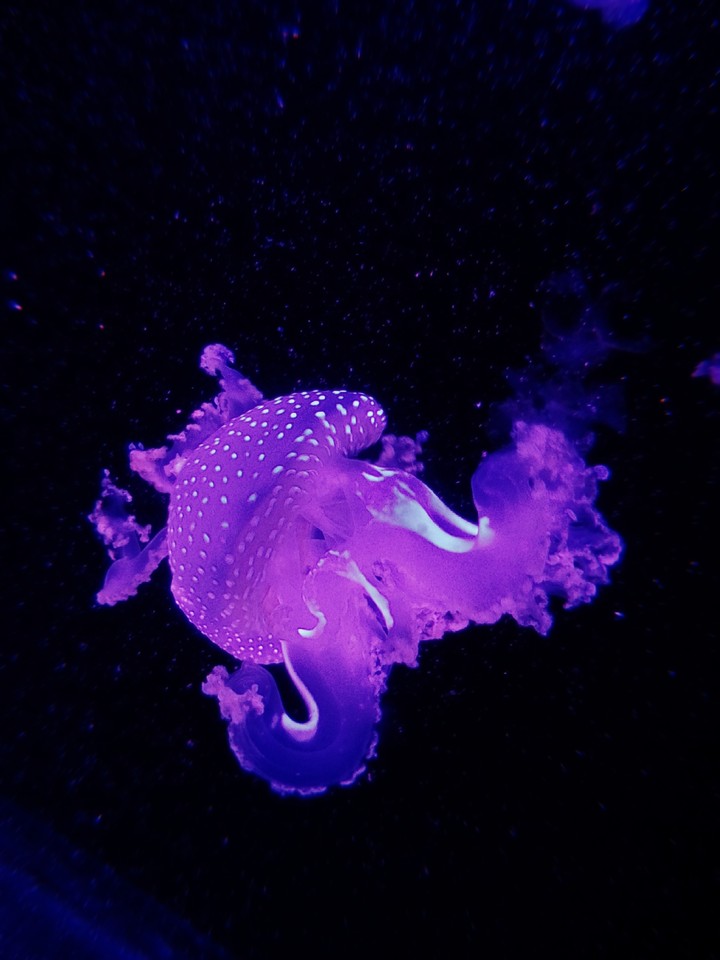 Jellyfish