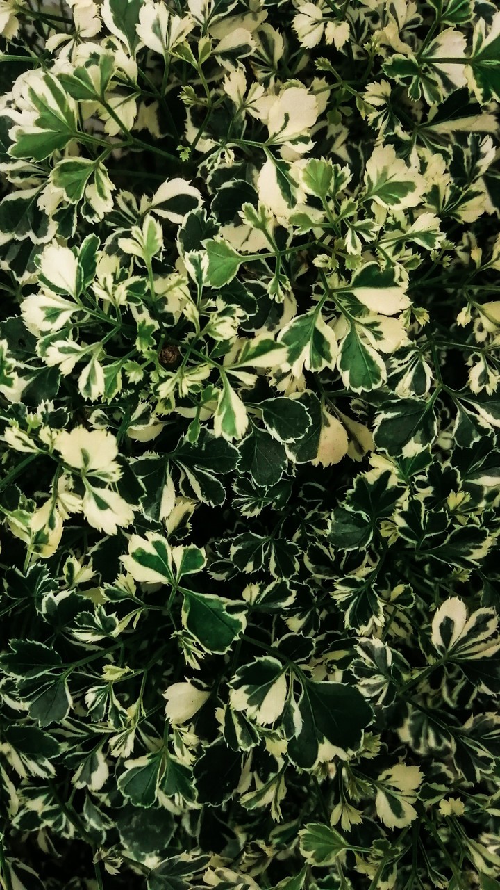 leaves