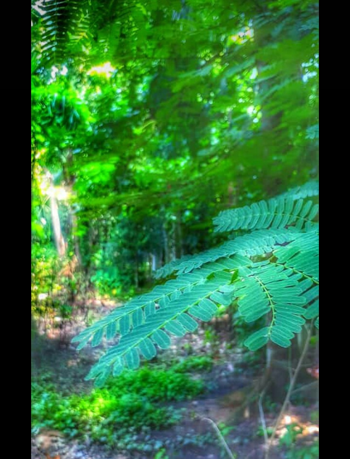 Nature