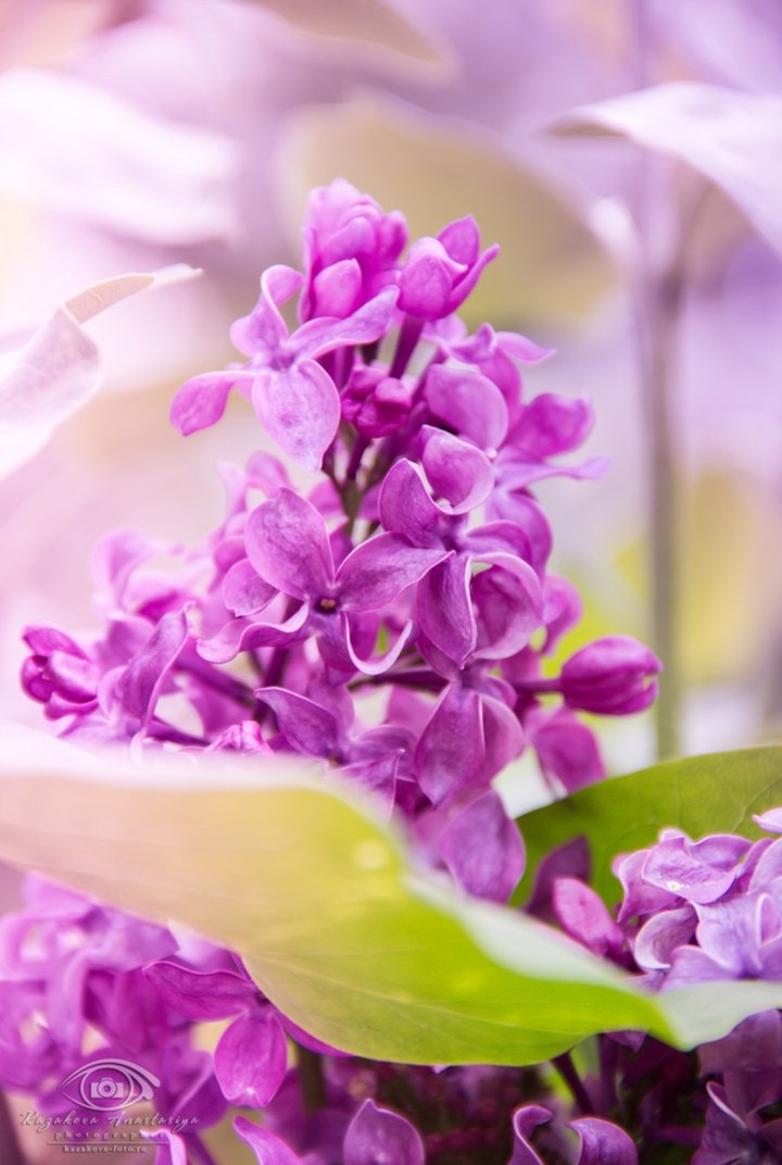 Lilac romanticism