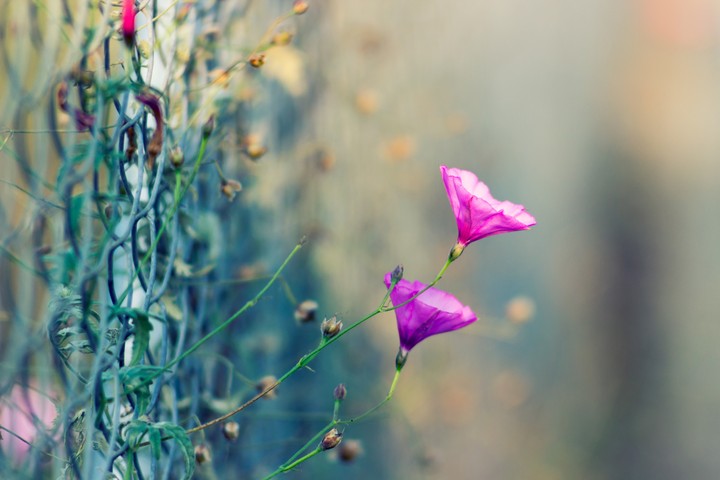 Wildflower