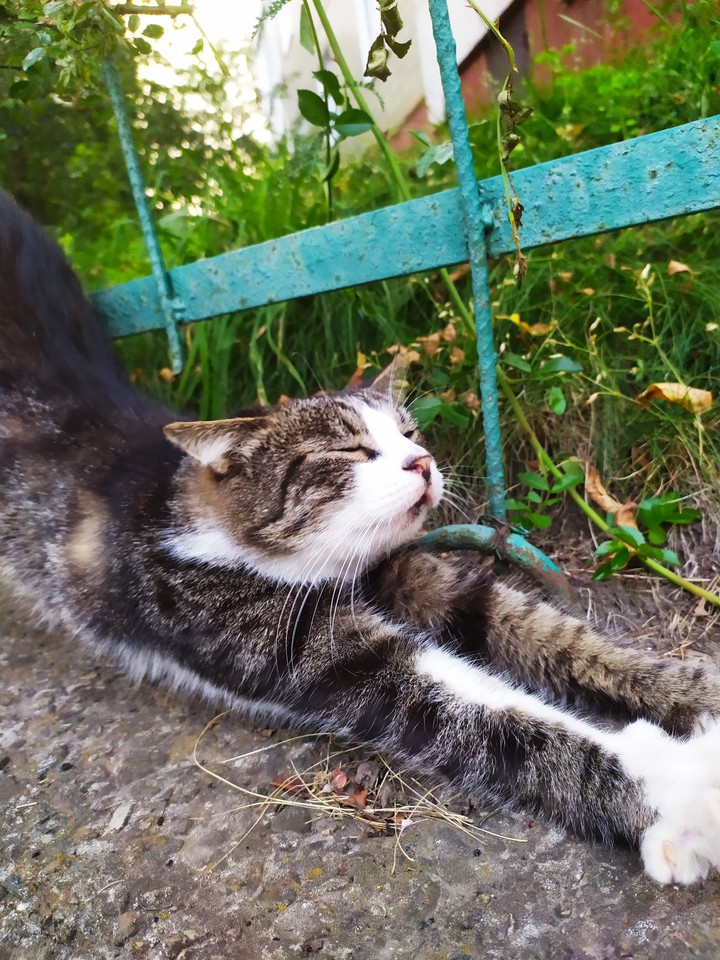 кот