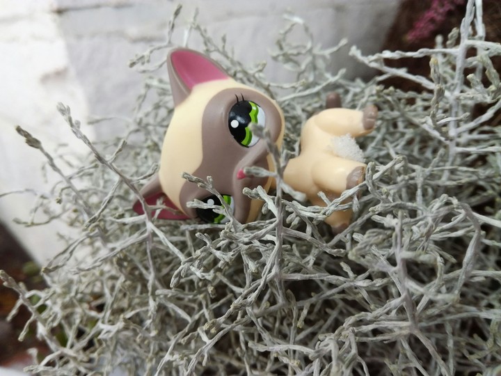 Lps