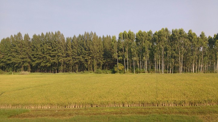 farm