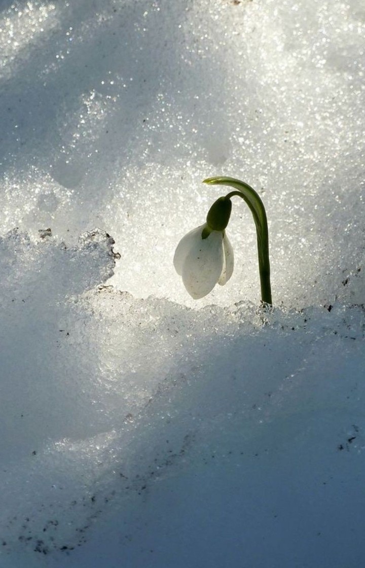 The miracle of spring