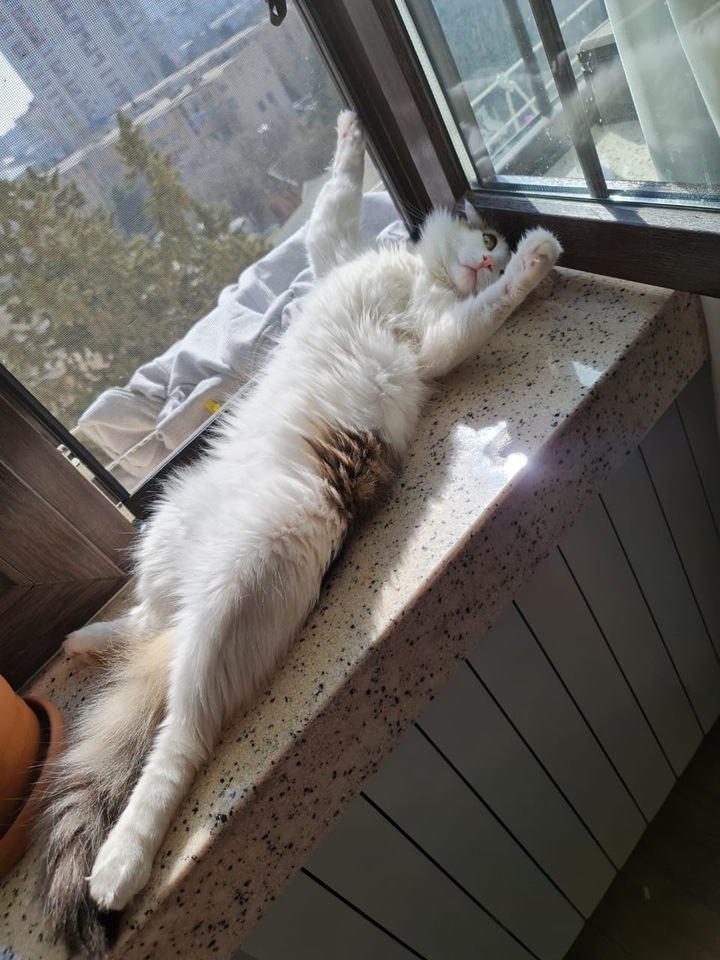 Vitamin - D ?
