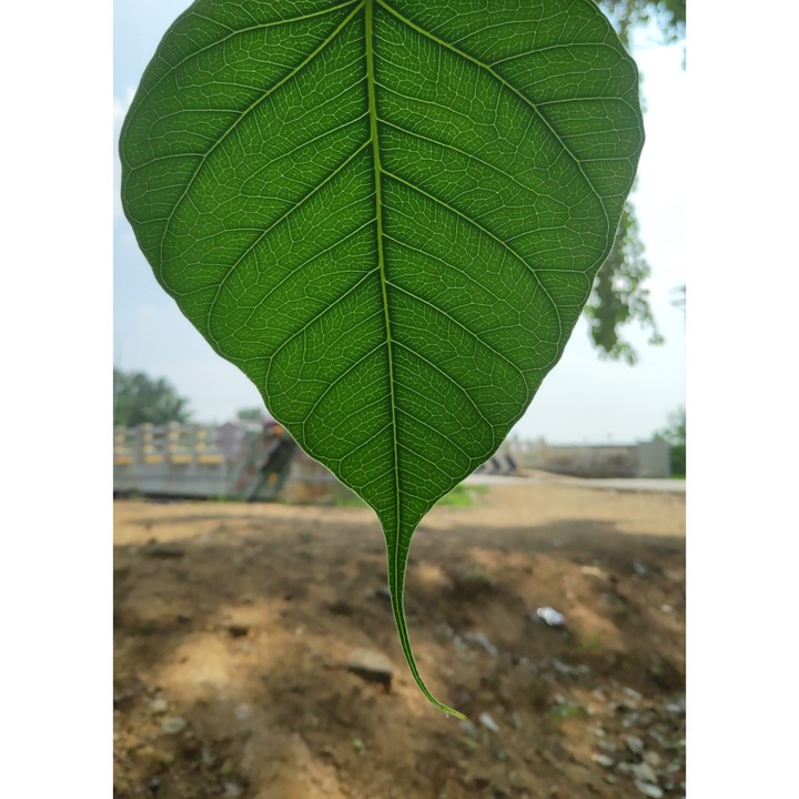 green leaf