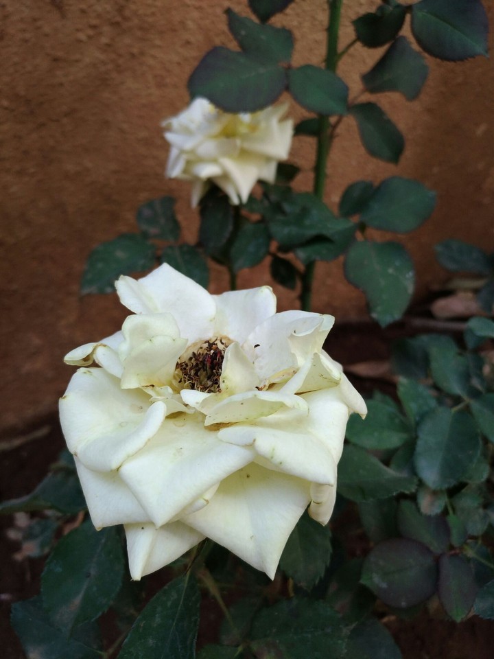 White Rose