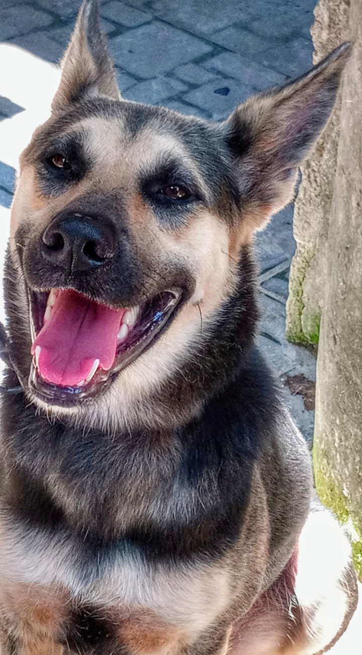 My Dog (Kiara)