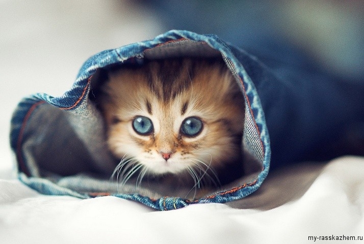 Милый кот