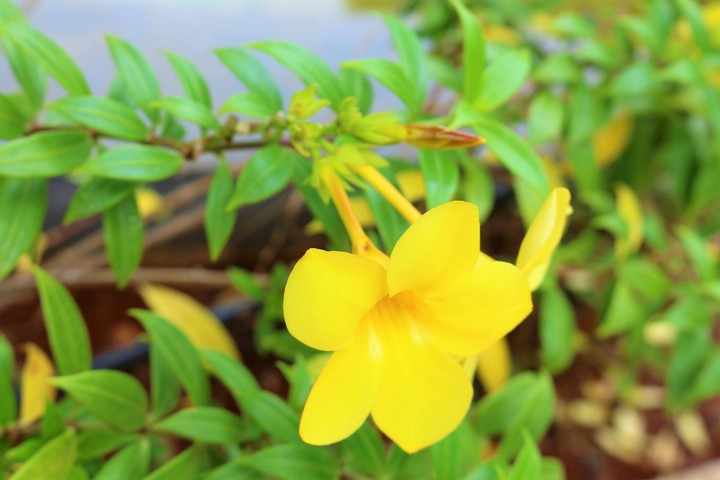 flower