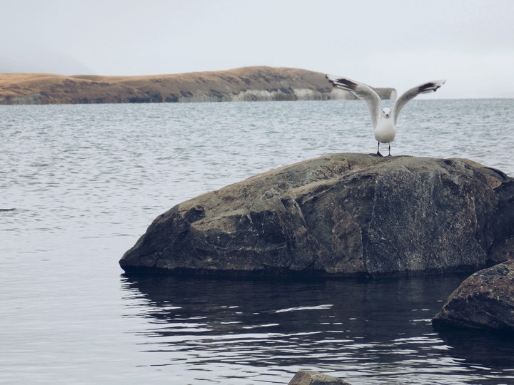 Gull