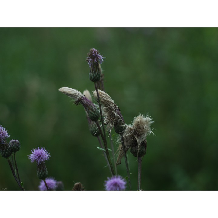 Árctium