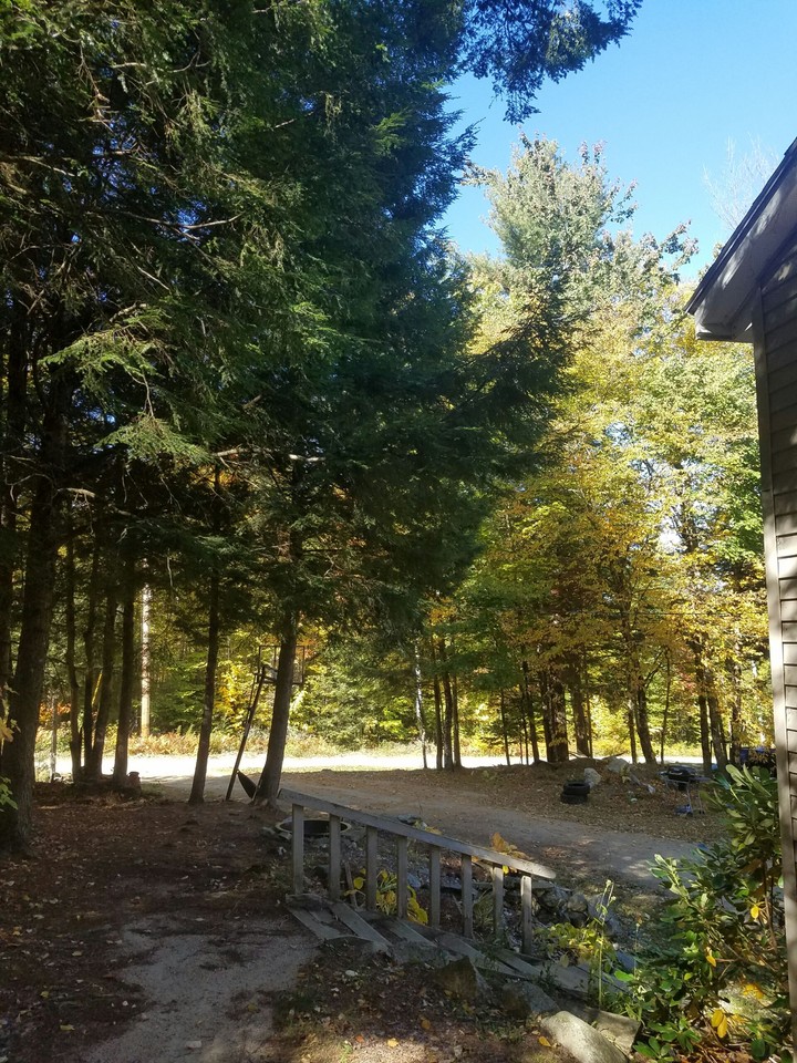 in the forest