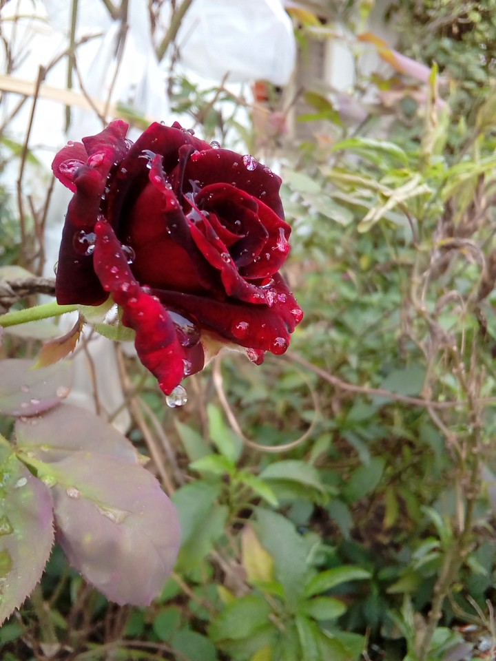 my click