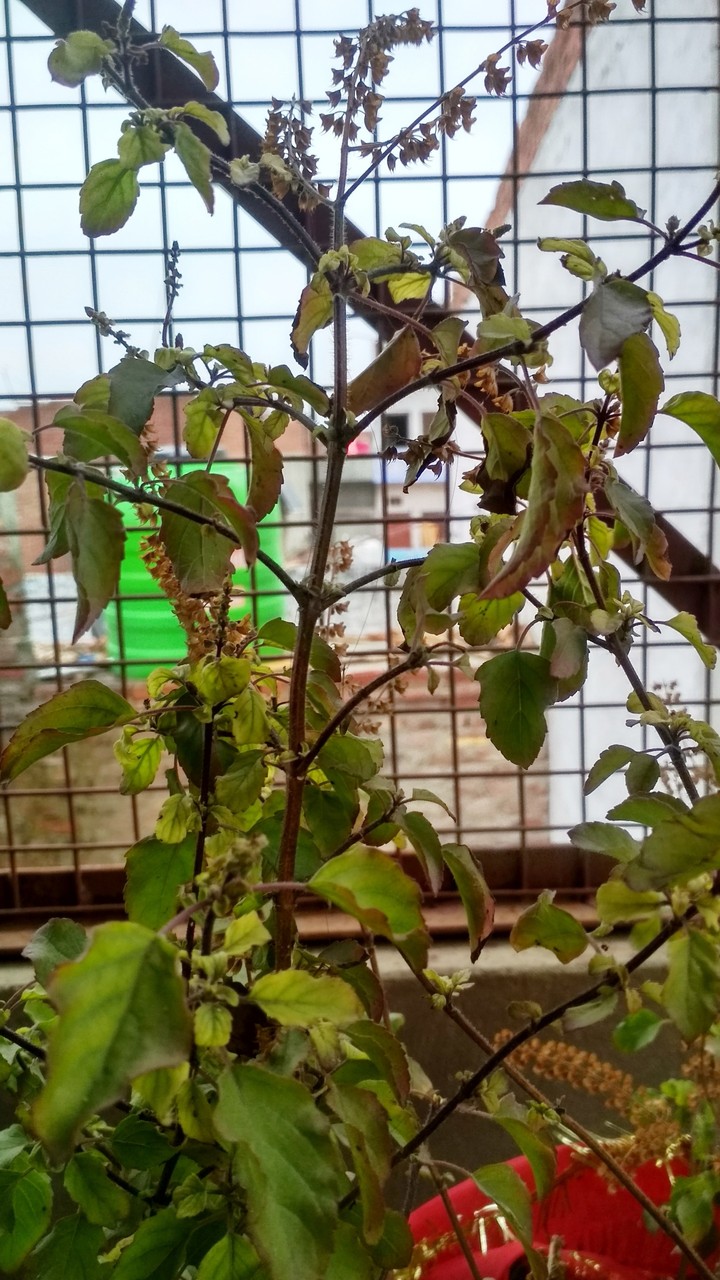 Tulsi