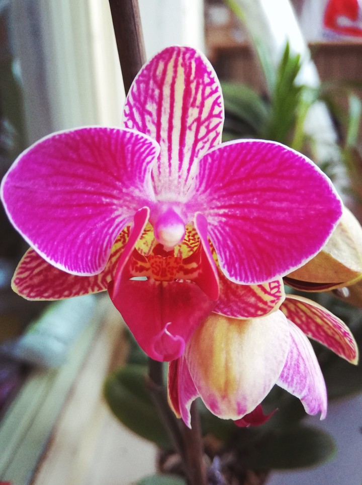 Orchid