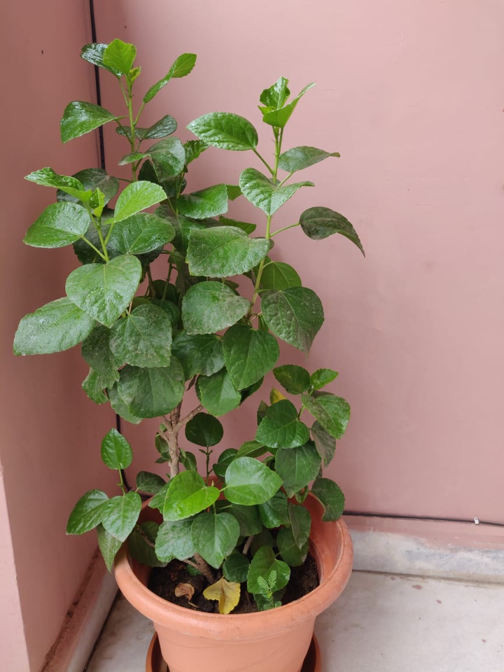 plant