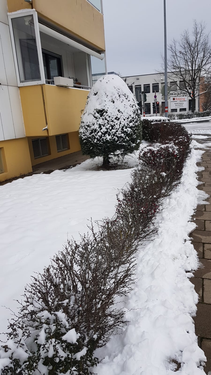 Snow ❄️❄️❄️
