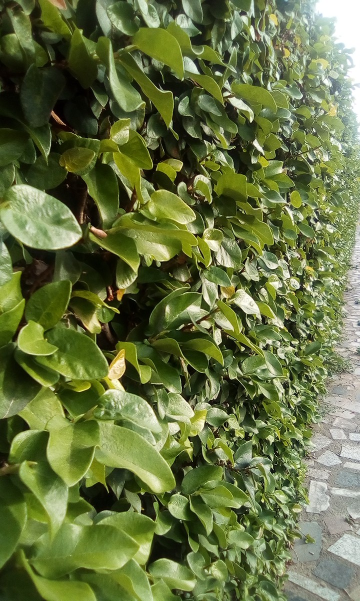 Cerca Verde
