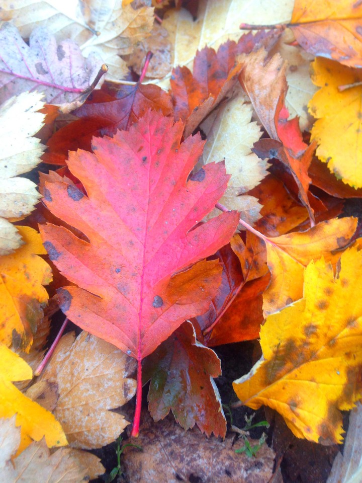 Sweet autumn
