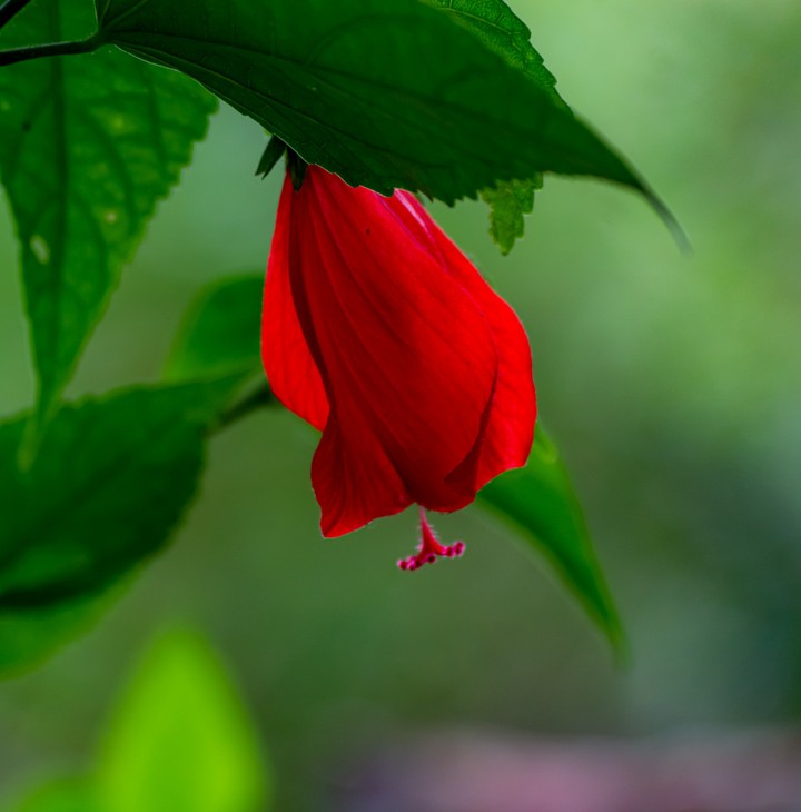 blossom