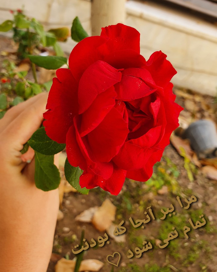 love just p