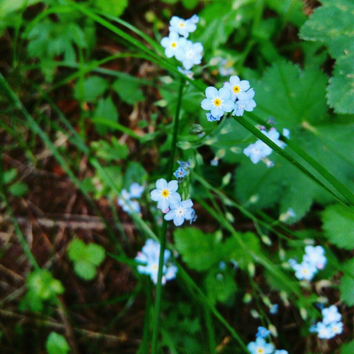 flowers