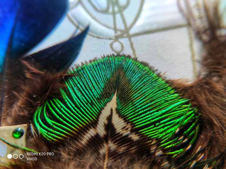 peacock