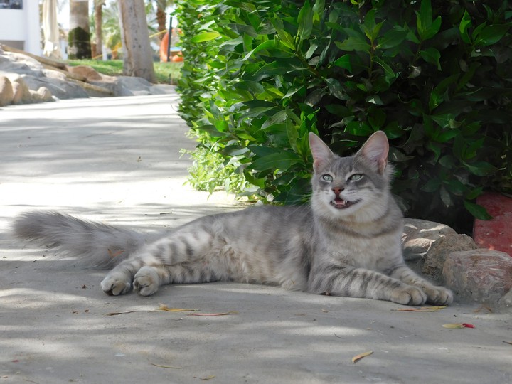 cat