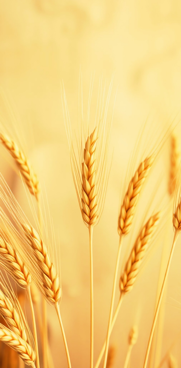 רקעים shine, harvest