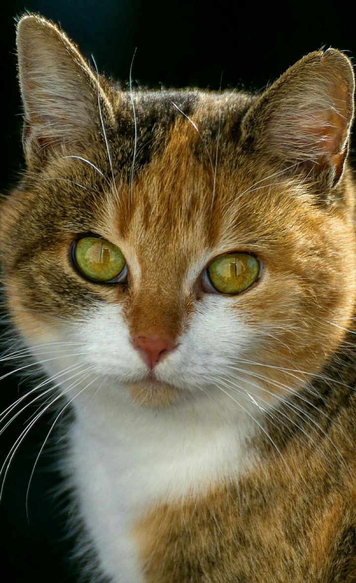 Prince of Wales cats