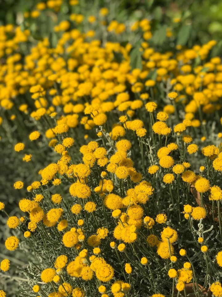 flower nature yellow