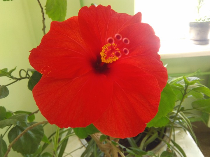 flowers