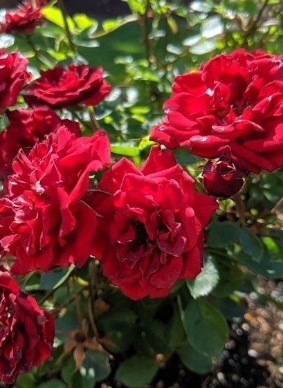 Roses