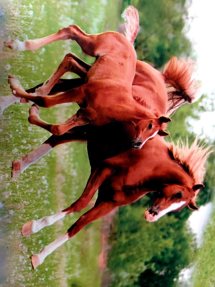 horses