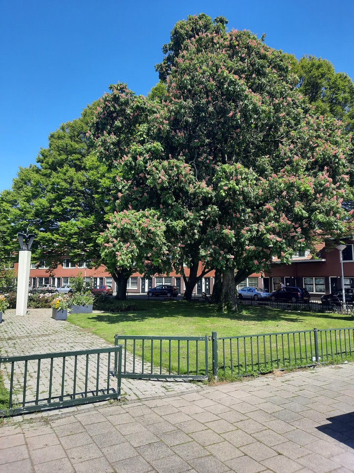 big tree