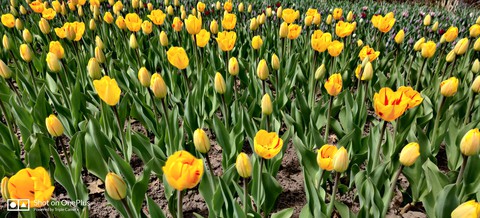 tulips