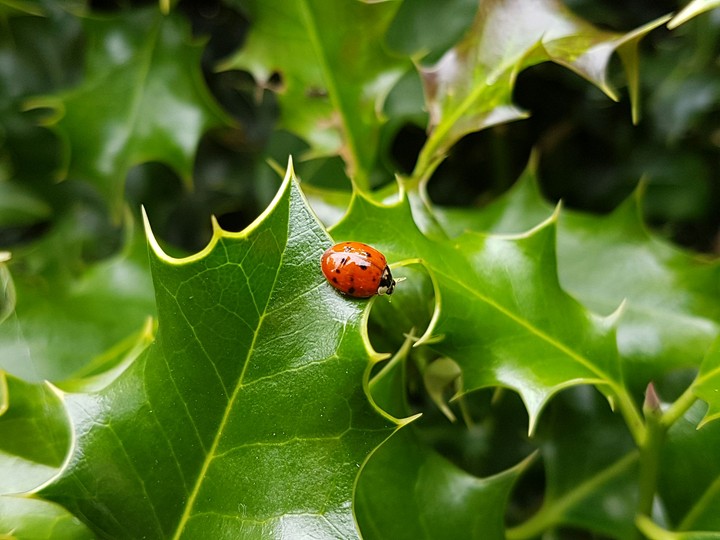 Ladybug