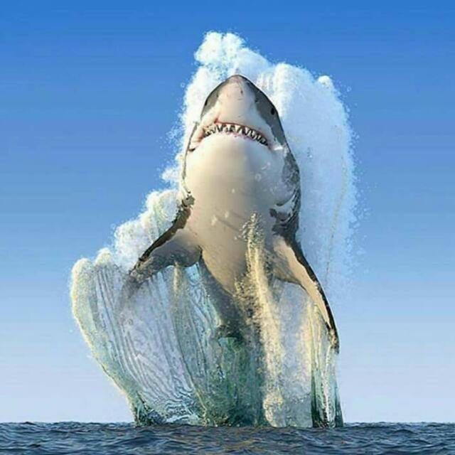 lindo