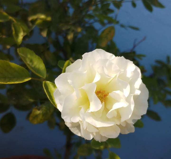 white rose